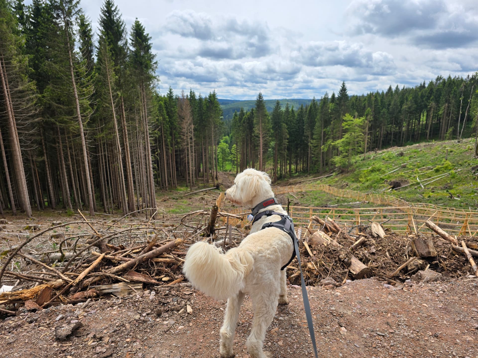 Angeleinter Hund mit Blick über eine bewaldete Landschaft
