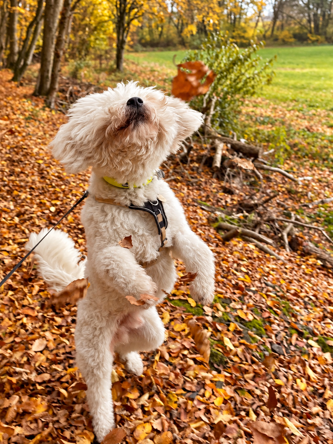 Verspielter Hund springt im bunten Herbstlaub hoch